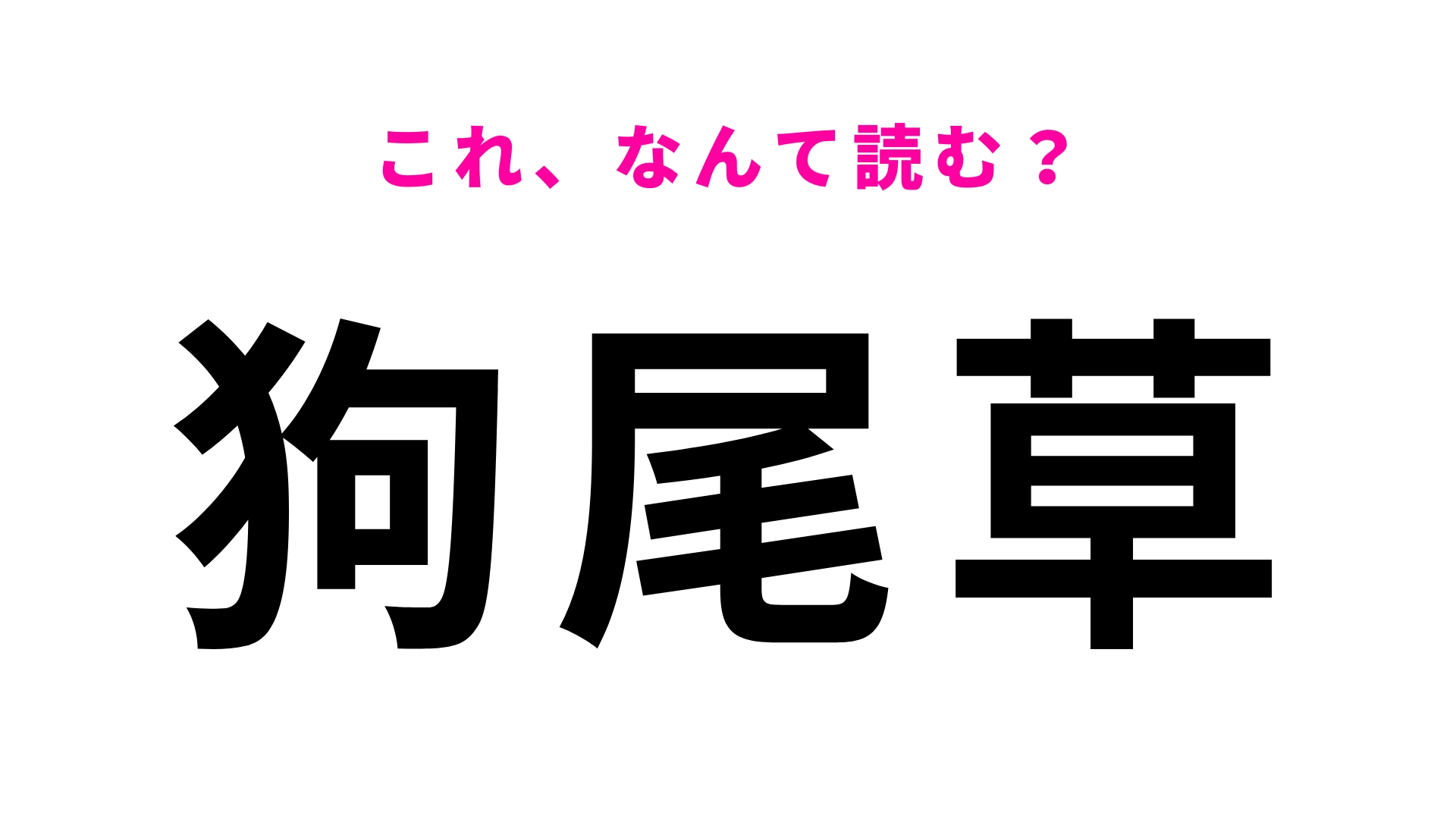 【漢字クイズ】「狗尾草」はなんて読む?「ねこじゃらし」の別名は…?