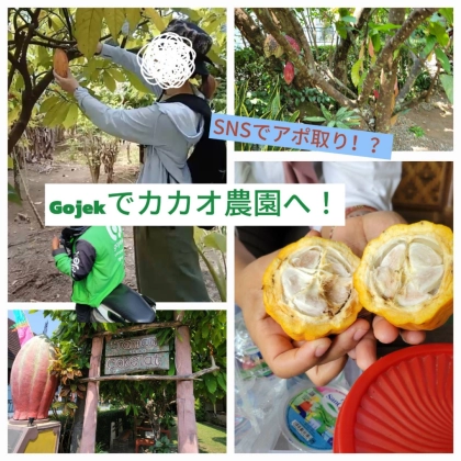 【インドネシア留学】SNSでアポとって即日カカオ農園