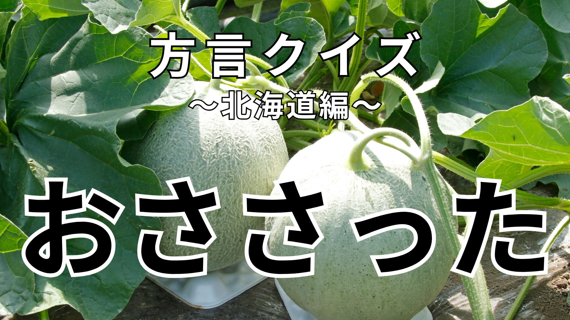 「おささった」の意味は？北海道で使われている方言です！【方言クイズ】