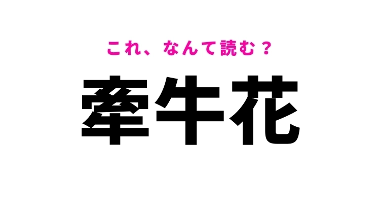 【漢字クイズ】「牽牛花」はなんて読む？小学生の頃に育てた人が多い花！